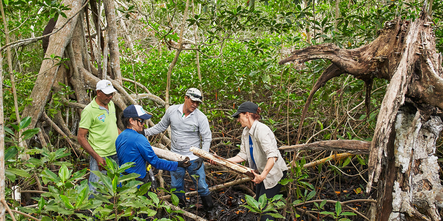 Apple reports back on its mangrove restoration project
