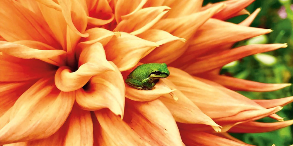 Photo of frog on flower iPhone Earth Day