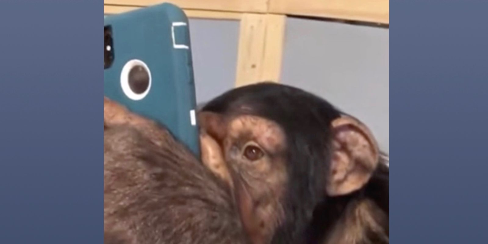 Chimpanzee using Instagram