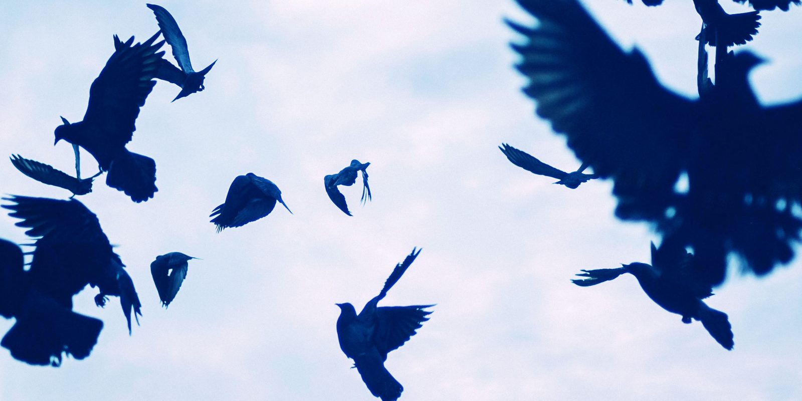 Twitter chaos | Birds flying chaotically